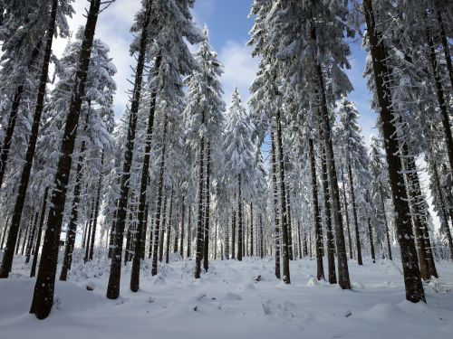 winterwald