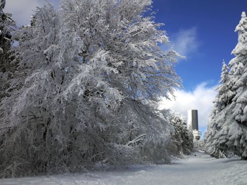 winterwald